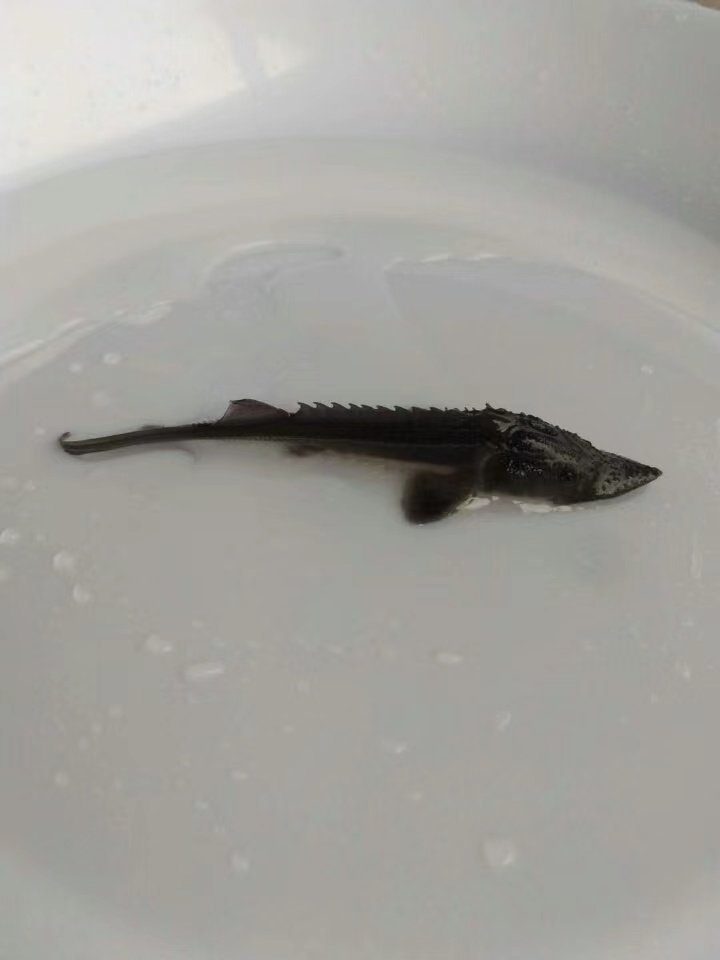 55鲟鱼鱼苗中华水花鲟龙鱼苗鸭嘴鱼苗幼苗淡水养殖观赏鲜活活鱼已售6