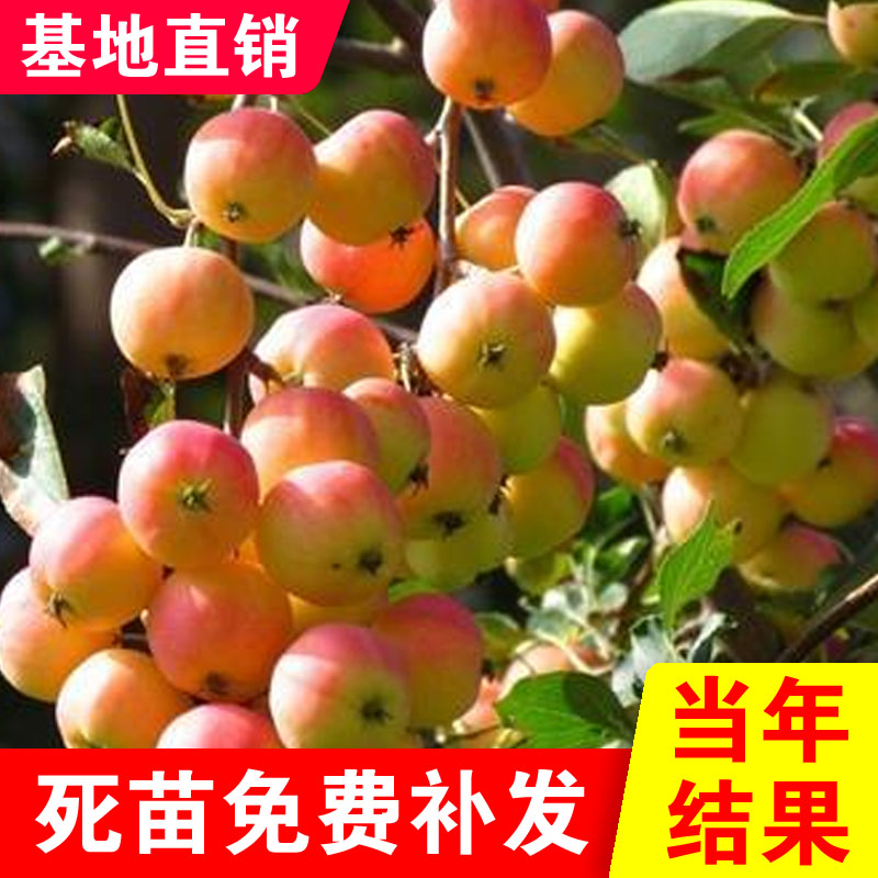 黄太平沙果树苗小苹果盆栽地栽观赏食用品种耐寒水果苗南北方种植