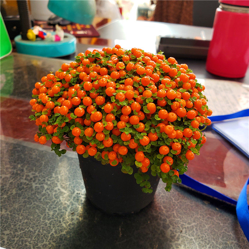 珍珠橙盆栽 迷你桌面植物客厅办公室小绿植 珊瑚念珠草喜湿不耐晒