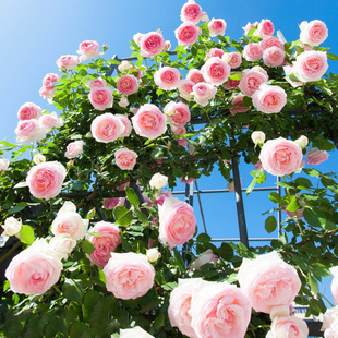 藤本月季母本特大花苗室外庭院植物爬藤浓香型蔷薇玫瑰四季开花卉