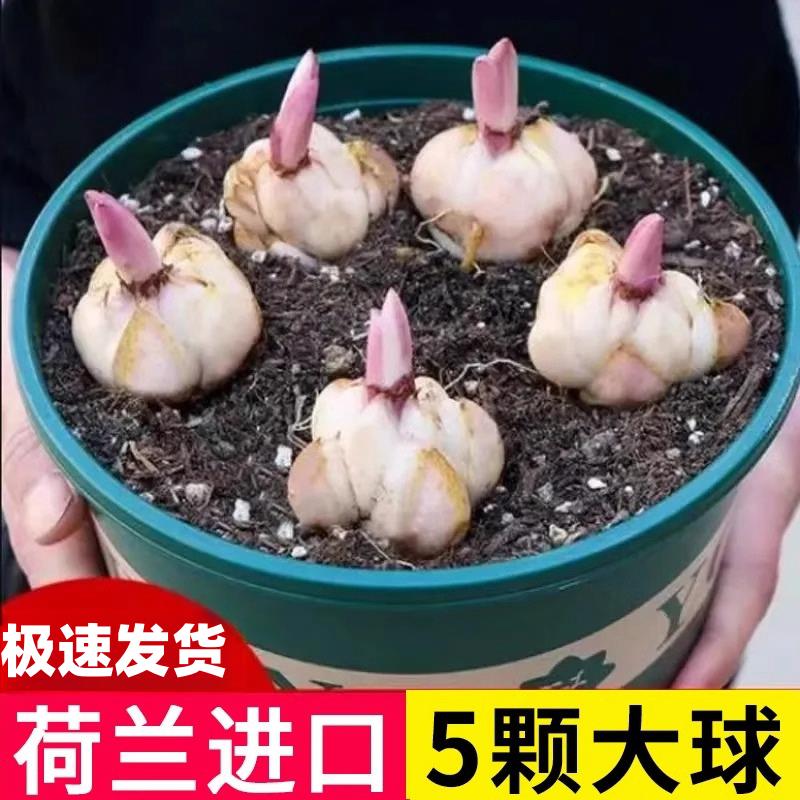 进口重瓣香水百合种球5颗四季开花室内阳台盆栽花卉易活植物耐寒