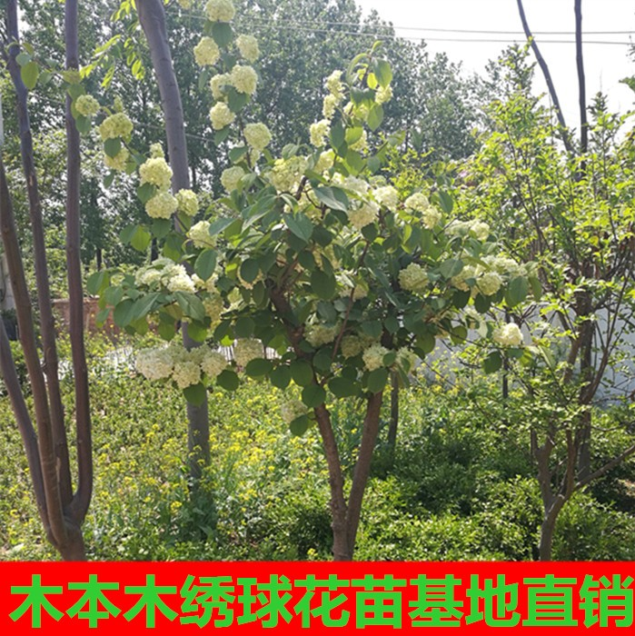 花卉苗