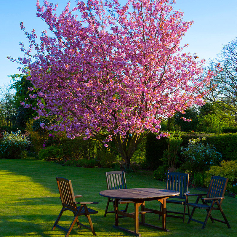 正宗日本樱花树苗樱花大苗南北方庭院地栽盆栽花树园林植物风景树