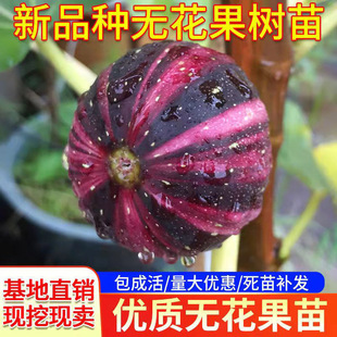 无花果树果苗室内阳台盆栽特大地栽南方北方品种芭劳奈当年结果苗