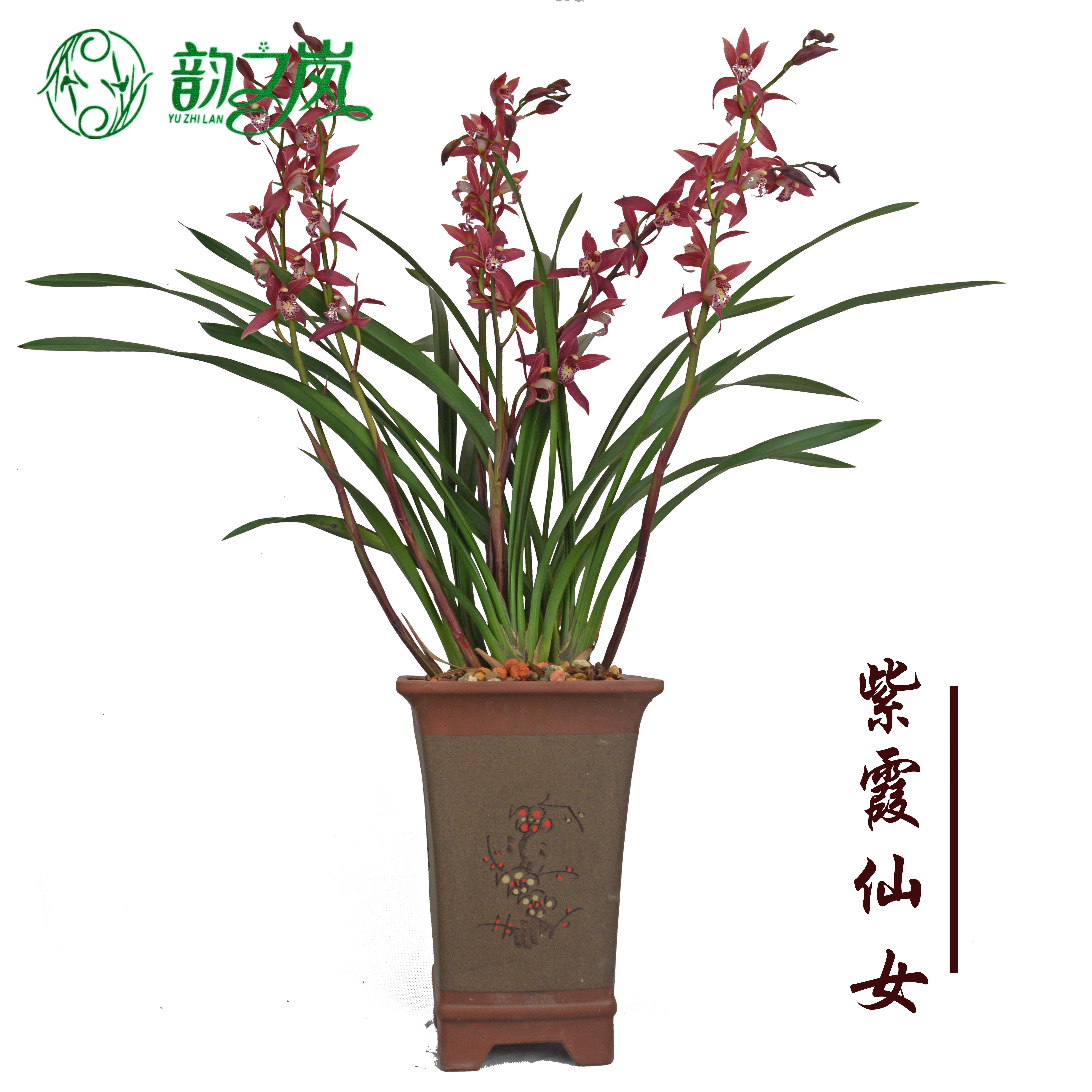 韵之岚兰花紫霞仙女四季兰花苗浓香绿植盆栽花卉冬春带花苞