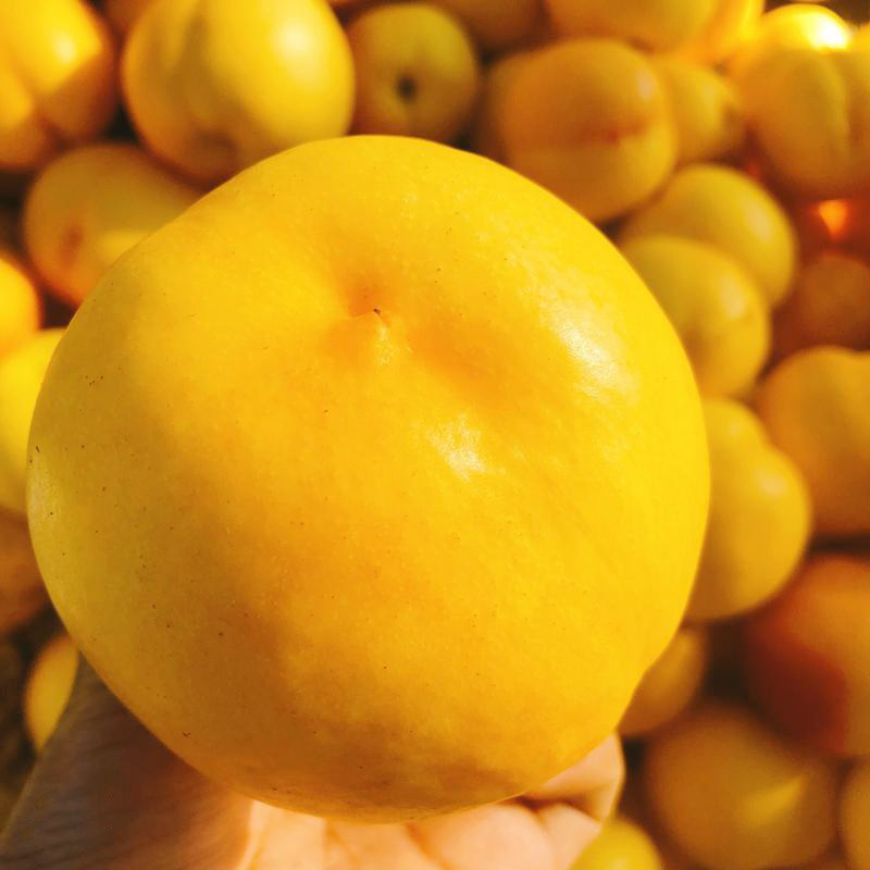 沂蒙山黄金油桃5斤包邮现采现发