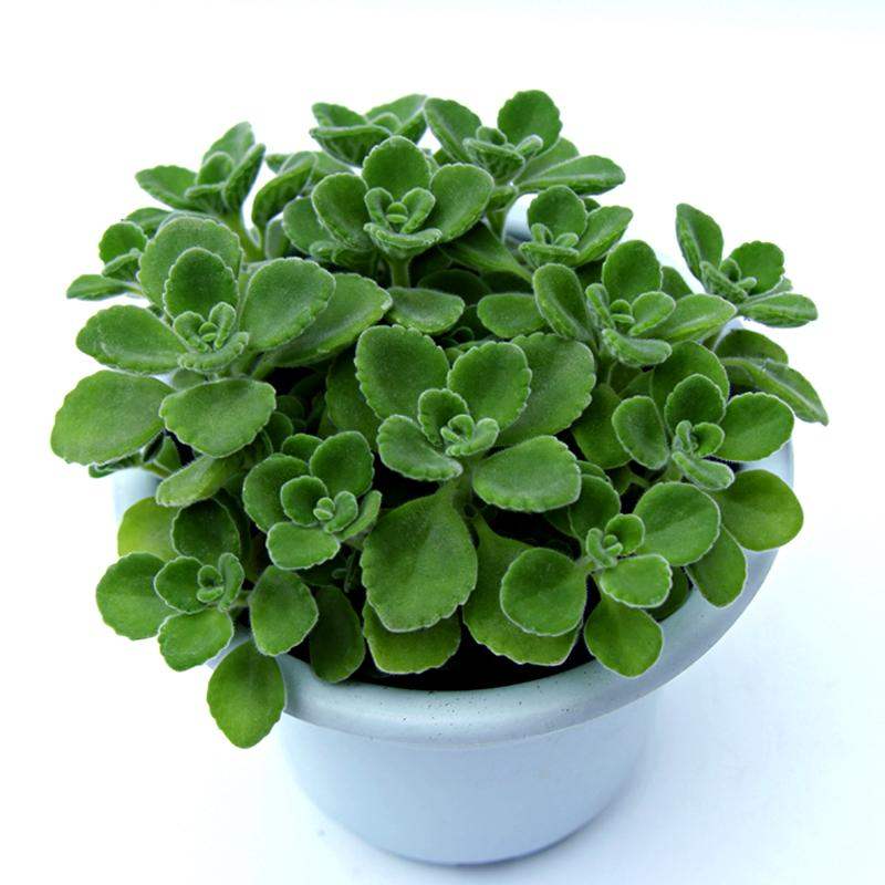 碰碰香驱蚊多肉植物室内客厅桌面一抹香盆栽大盆花卉香味老桩苗——易