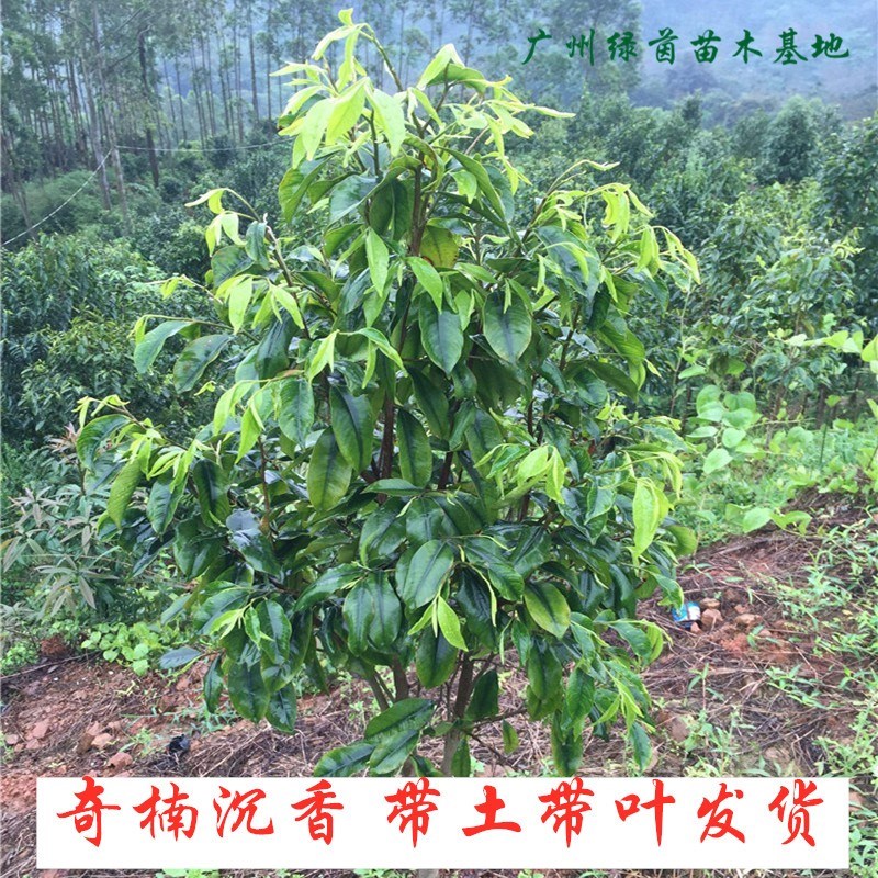 奇楠沉香树苗正宗越南奇楠小苗沉香树苗名贵树苗绿化树苗盆栽