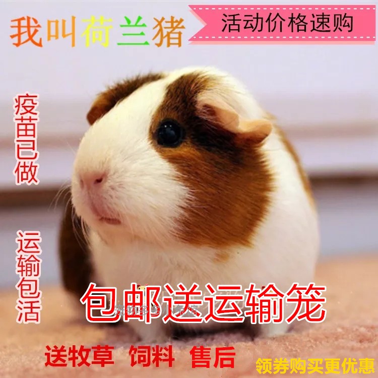 Home-bred pet short-term pig pig Dutch pig food live pig pig color dolphin Dutch rat live animal transport package live