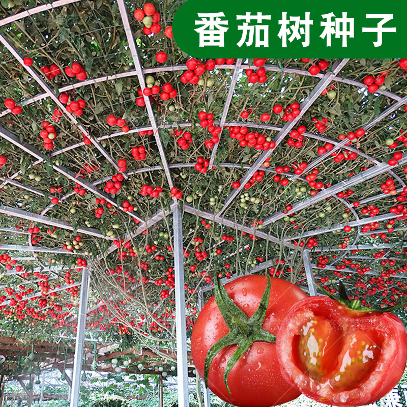 番茄树种籽西红柿树形种子多年生四季
