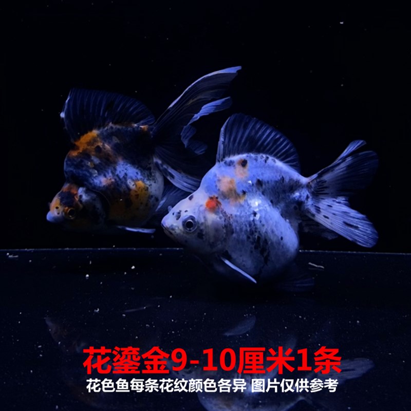 鎏金金鱼活体观赏鱼元宝鱼吉祥招财淡h水短尾高背红白鎏金冷水鱼