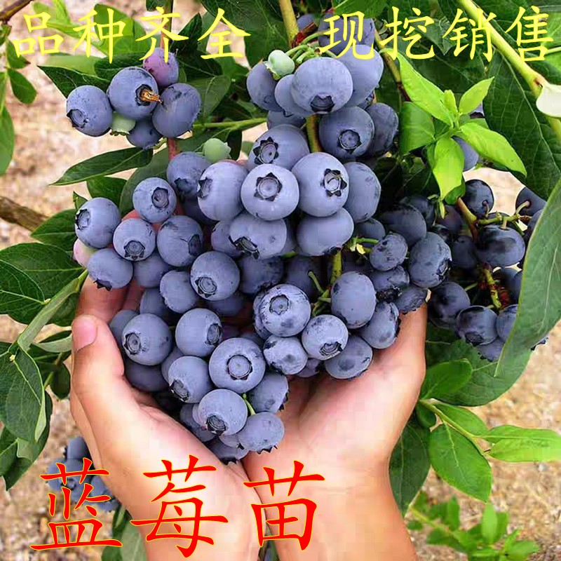 蓝莓苗盆栽地栽果树苗蓝梅树苗蓝莓苗四季南北方种植带原土发货