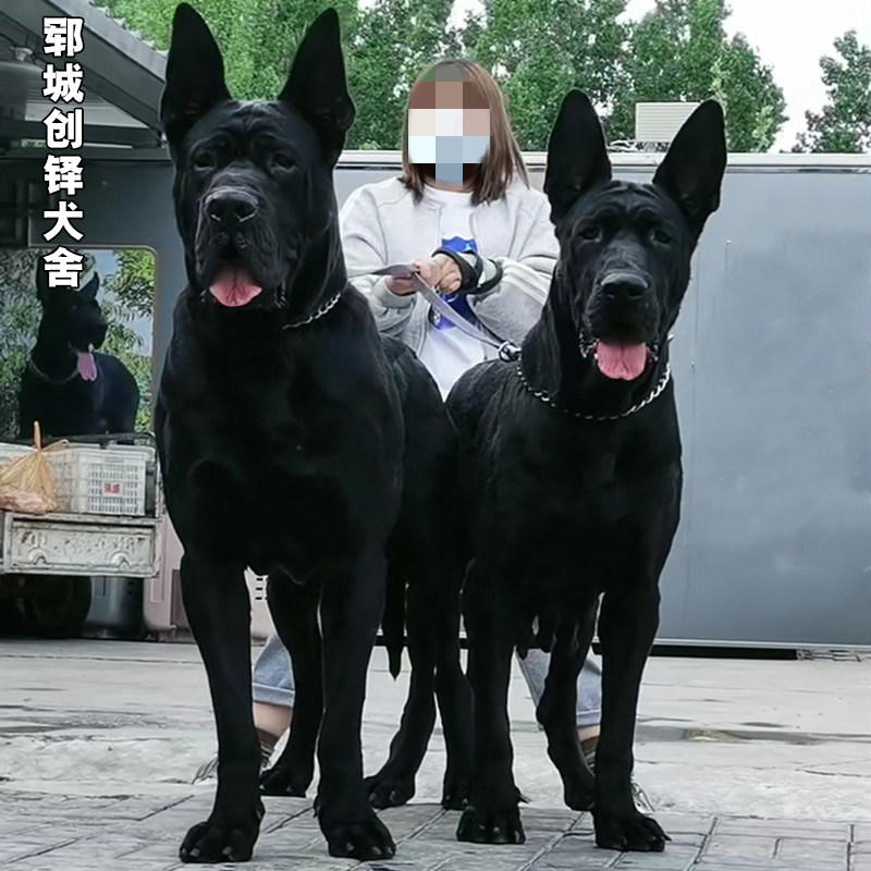 特价大型犬活体 巨型_纯种黑狼幼犬大型看家护院犬墨界黑狼犬猛犬护卫