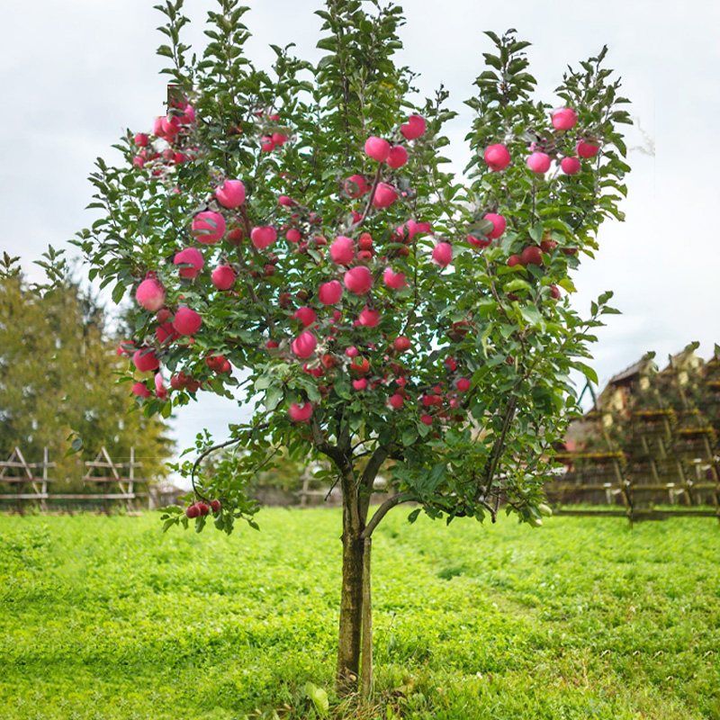 苹果树果苗