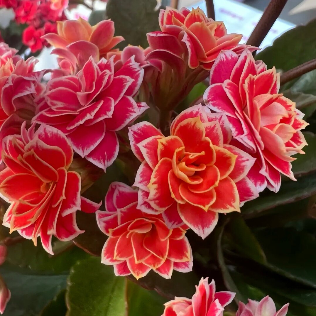 长寿花盆栽重瓣花大花