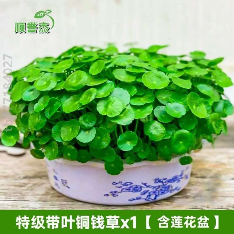 养花家用招财家居房间简约水培绿植摆件金钱草庭院室内植物园艺