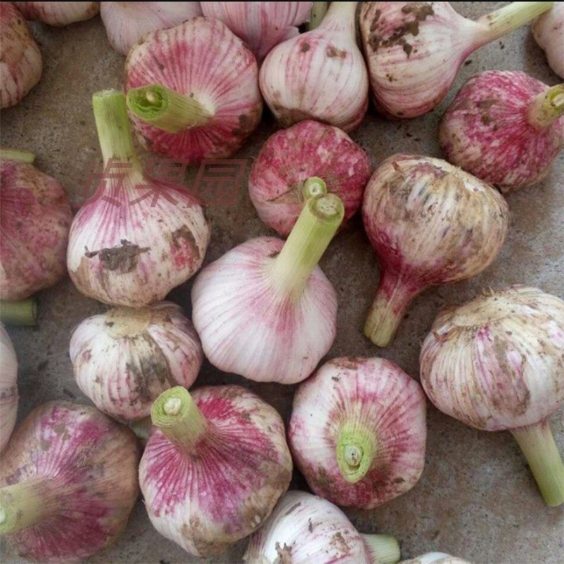 大蒜_2022年新鲜大蒜紫皮蒜头湿蒜包邮批发农家新蒜嫩蒜带箱9斤鲜蒜