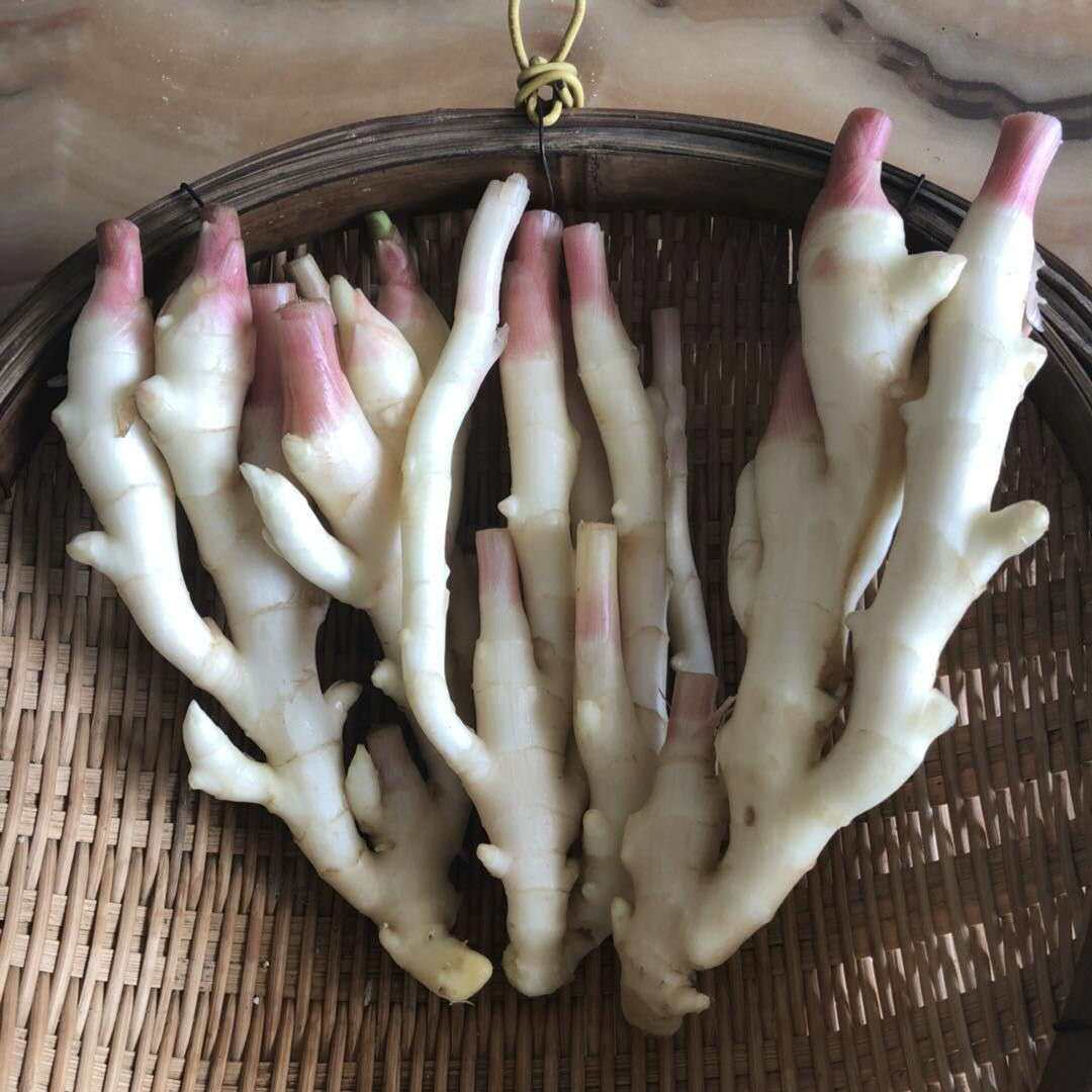 现货四川西坝现挖新鲜五指姜净重1斤 包邮 香脆鲜嫩 肉质饱满