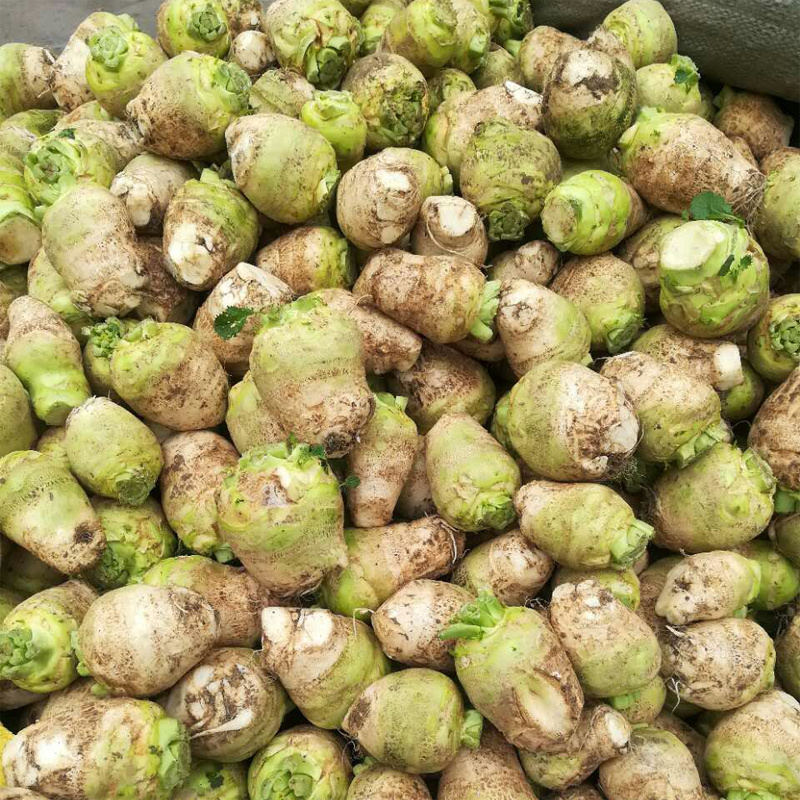 芥菜头-特价促销-优惠券领取-价格|多少钱|什么牌子好-35优惠券网站