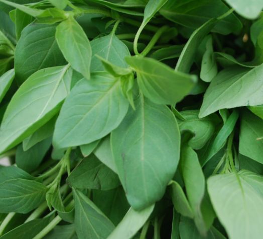 新鲜荆芥菜现摘青菜蔬菜调味菜净重1斤