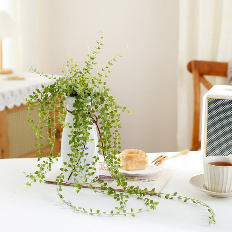 一折串钱藤吊兰植物 室内_水培百万心吊兰串钱藤室内耐阴垂吊植物垂藤