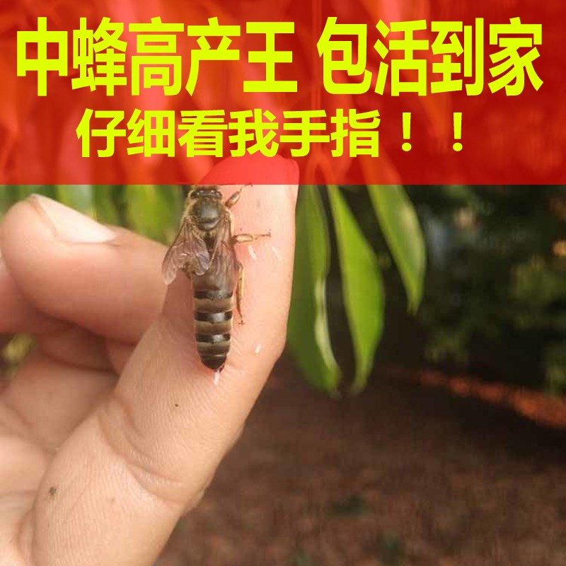 阿坝中蜂蜂王种王中蜂仓王种蜂王中蜂处女王蜜蜂活体产卵王