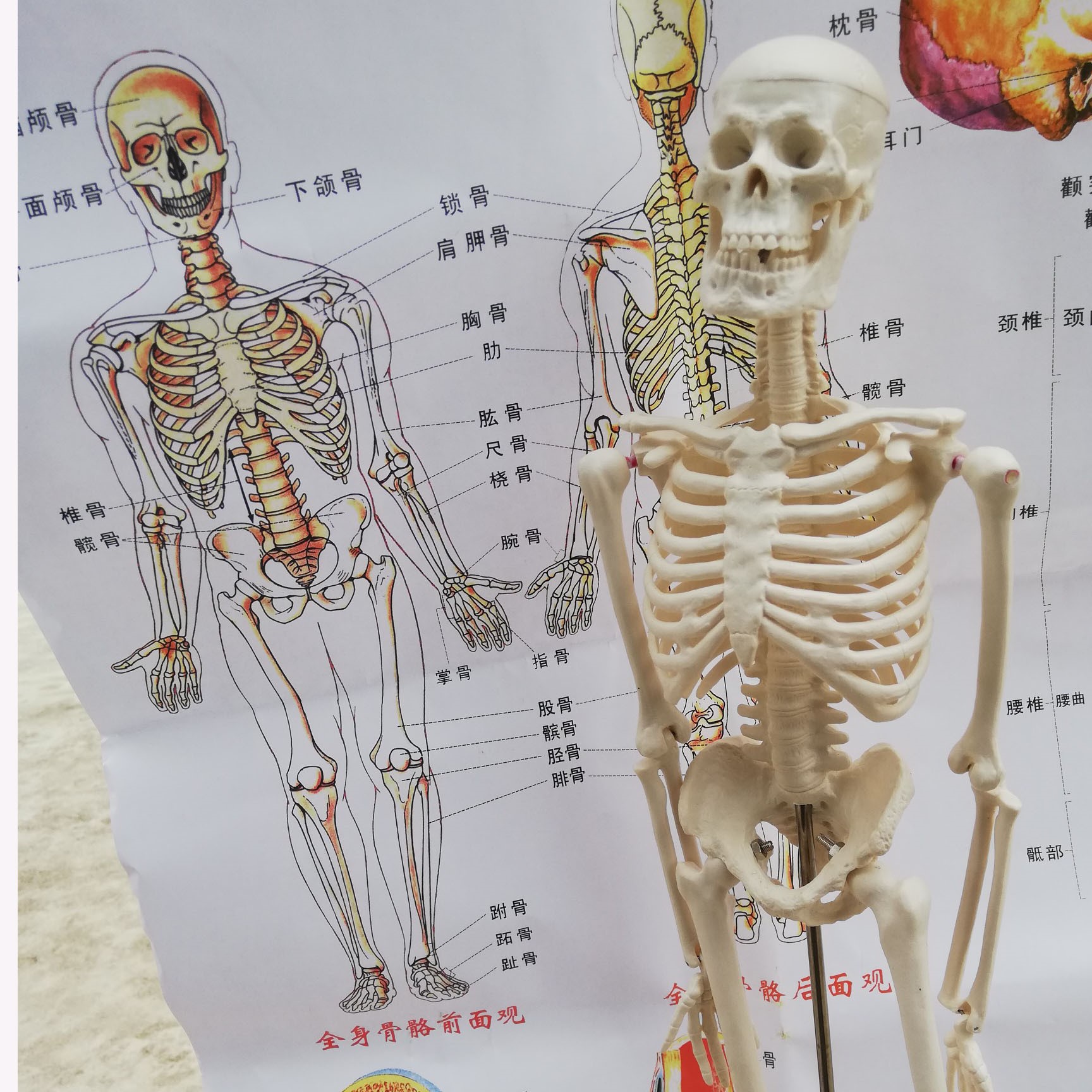 人体骨骼数量图片