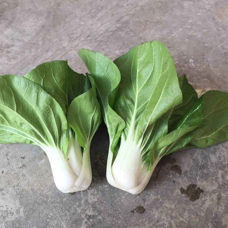 白梗鸡毛菜种子耐热快菜矮脚小白菜种籽春季夏季秋季四季青菜种籽