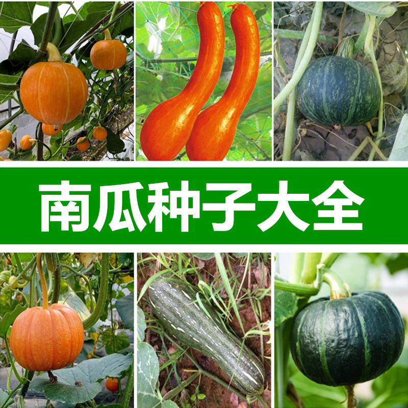 南瓜种孑大全四季播种庭院田园甜栗南瓜花面南瓜种子蔬菜瓜果种籽