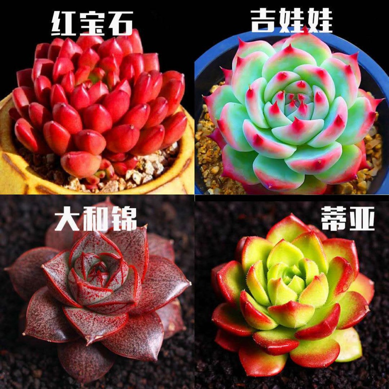 多肉 多肉植物 指定品種 紅寶石桃蛋玉露生石花 花卉組合綠植盆栽在類目 節慶用品/禮品, 創意禮品, 創意泥人中 - 來自Buy2taobao.com提供專業的淘寶代購服務