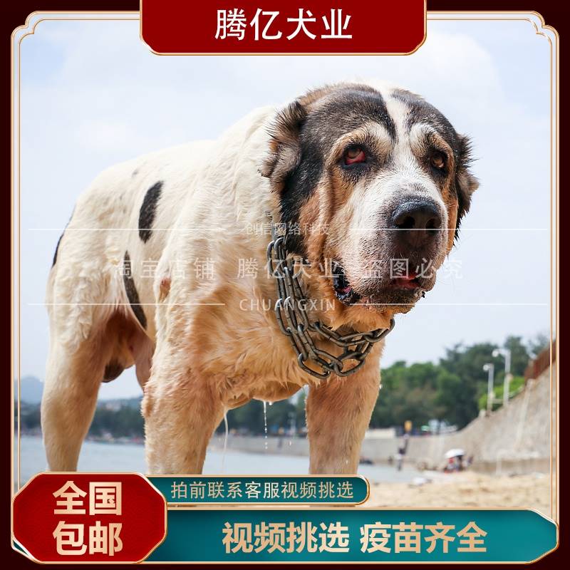 中亚犬_种纯中亚牧巨型物超型狗大犬中羊犬亚幼幼俄罗斯大活体宠犬狗