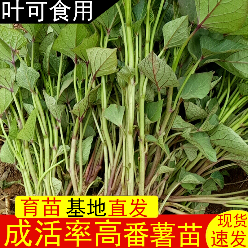【9.9元2斤】食叶型红薯苗地瓜秧番薯剪藤高产种植食用秧苗红著苗|ruв категории водной мясо/свежие фрукты и овощи/еда, свежие овощи/овощной продукции, свежие овощи, другие - от Buy2taobao.com для оказания профессиональной услуги покупки агента Taobao