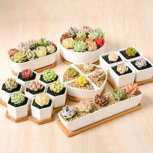 多肉植物专用小花盆套装陶瓷可爱个性创意带托盘长方形老桩瓷盆