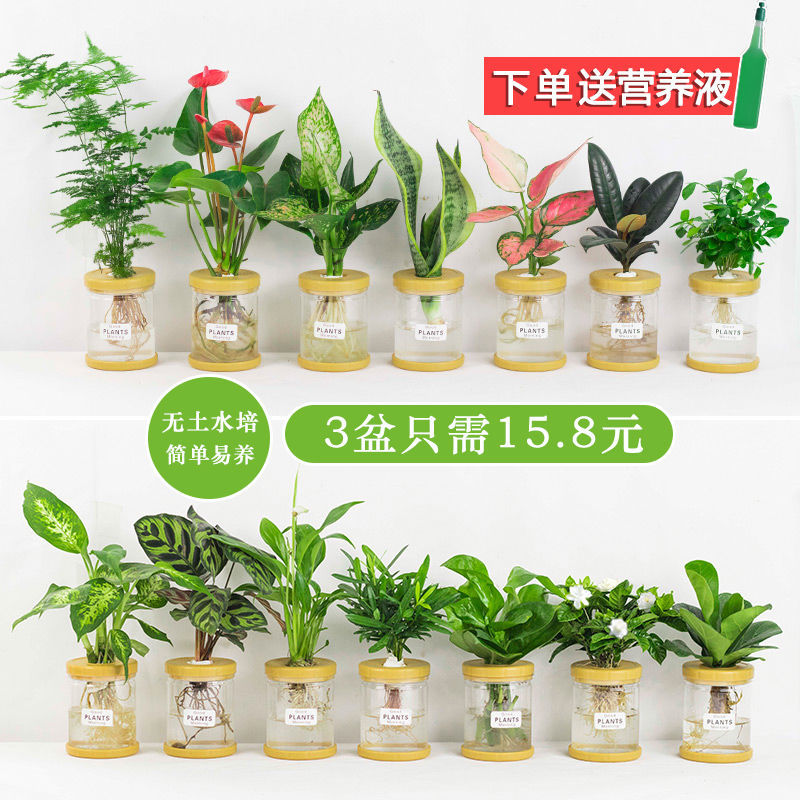 办公室水培植物盆栽绿萝栀子花内花卉