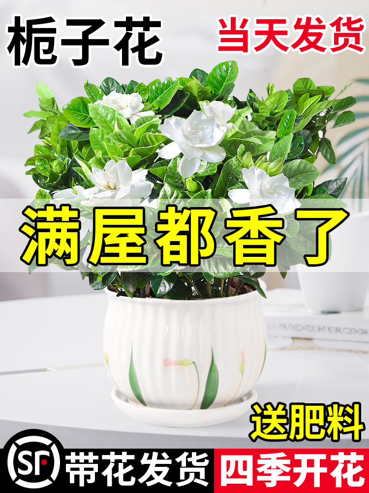 栀子花盆栽花卉植物室内水培绿植四季