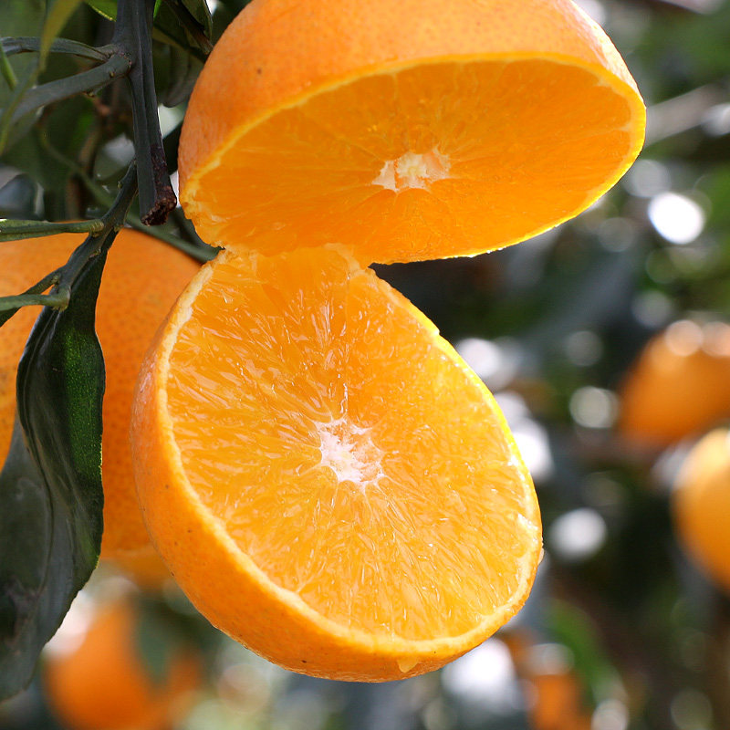阳光橙子