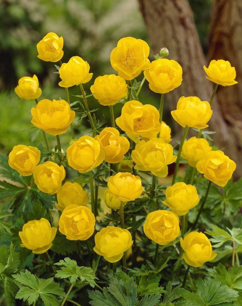 杂交金莲花柠檬女皇多年生耐寒宿根草花草茶盆栽苗林地花园植物