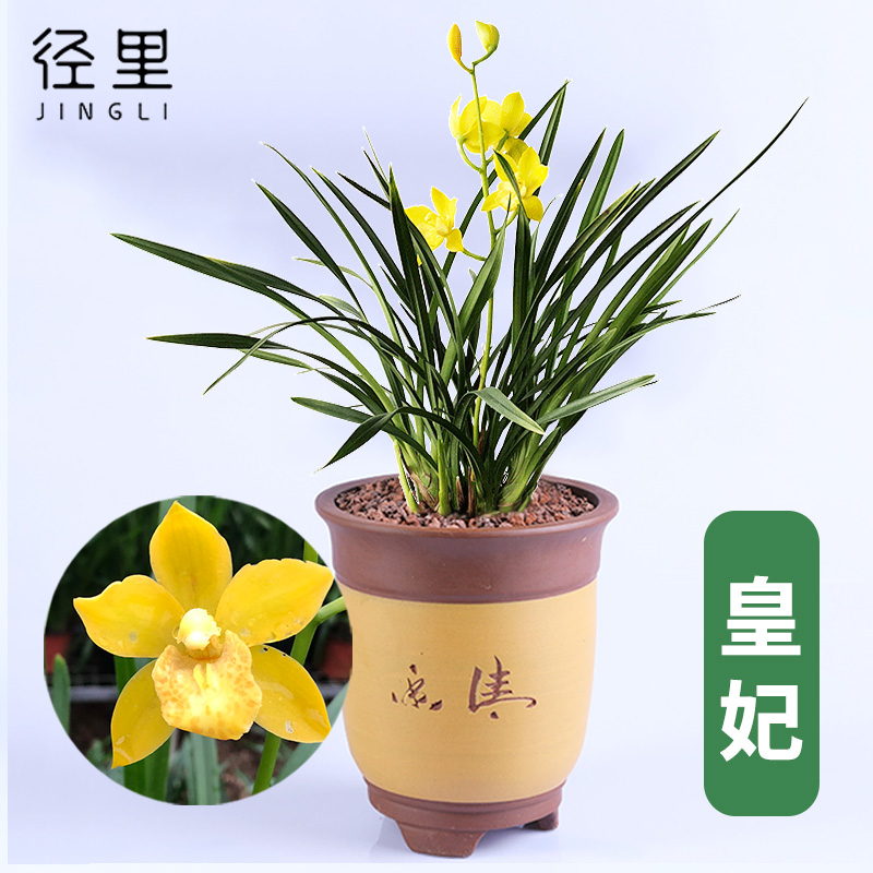 径里 兰花苗 建兰 皇妃浓香花卉绿植盆栽四季兰 阳台客厅观花植物