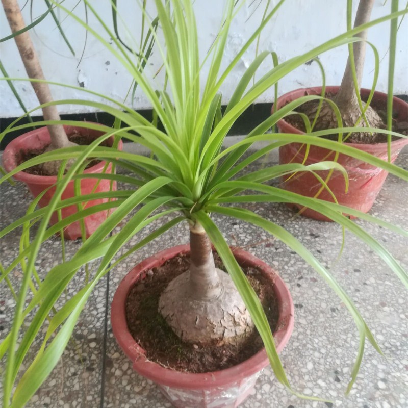 酒瓶兰盆栽酒瓶兰苗象腿树绿色植物观叶植物室内盆栽盆景净化空气