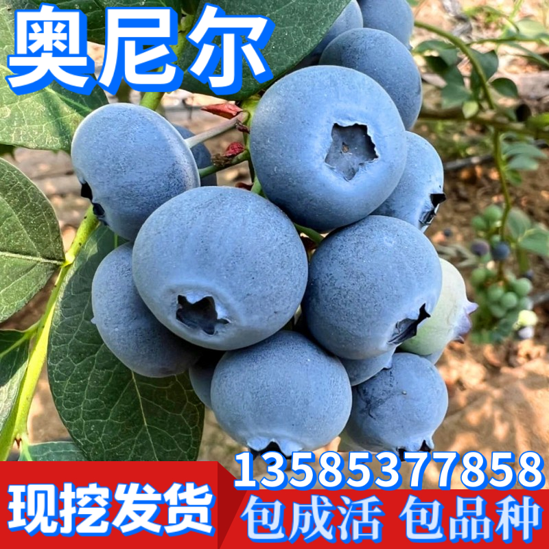 奥尼尔蓝莓苗南方北方庭院地栽特大果树阳台四季盆栽带土当年结果