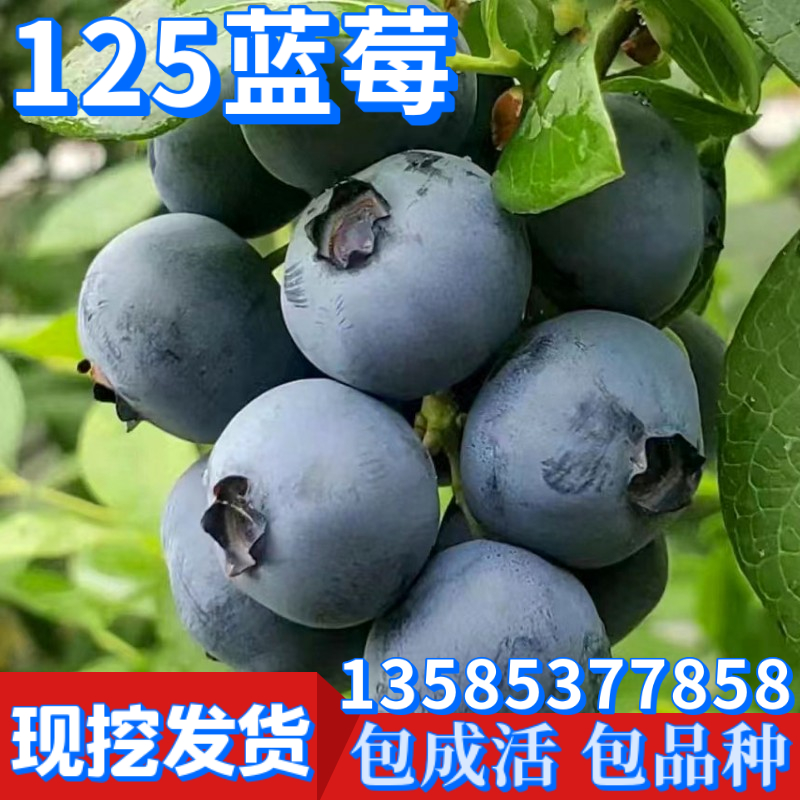 125蓝莓苗南北方庭院种植地栽四季特大阳台盆栽果树带土当年结果