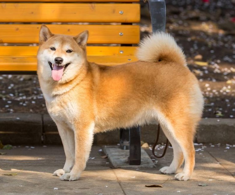 田园柴犬图片大全图片