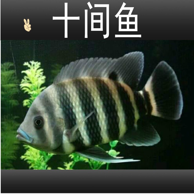 诚森十间鱼非洲热带观赏鱼龙鱼配鱼坦鲷马鲷鱼苗活体包活包邮
