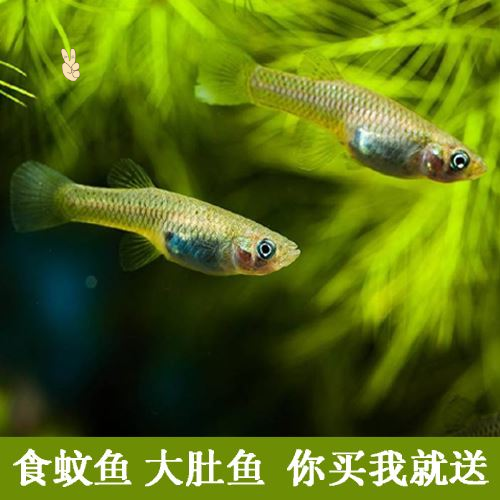 诚森食蚊鱼鱼苗大肚鱼鱼苗柳条鱼淡水活体观赏食蚊鱼鱼苗包邮包活