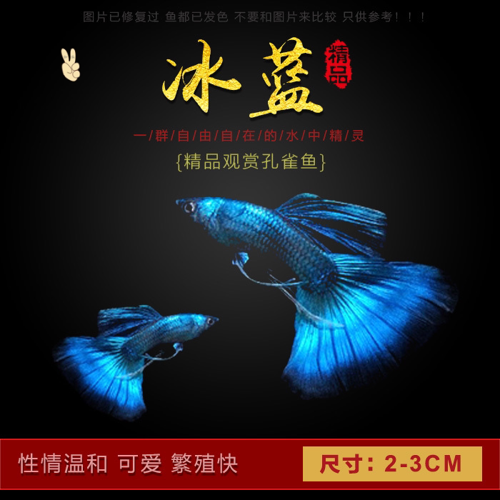 诚森冰蓝孔雀鱼黄礼服鱼热带观赏鱼胎生鱼小型宠物鱼活体鱼店铺推