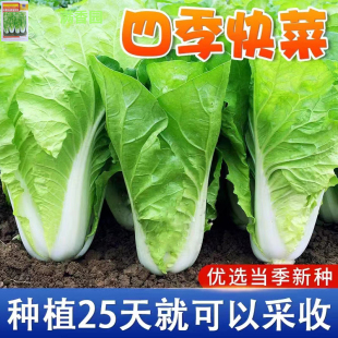 四季奶油快菜种子速生快菜菜籽耐热小白菜种孑阳台蔬菜籽种大全