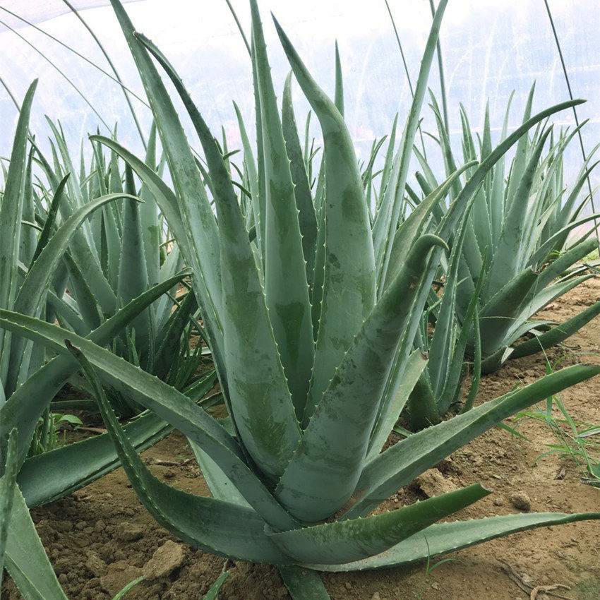 园艺绿植更新时间:2022年01月27日芦荟盆栽防辐射吸甲醛不夜城库拉索