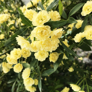 爬藤植物黄木香花苗浓香多季开花木香花卉盆栽白木香庭院阳台绿植