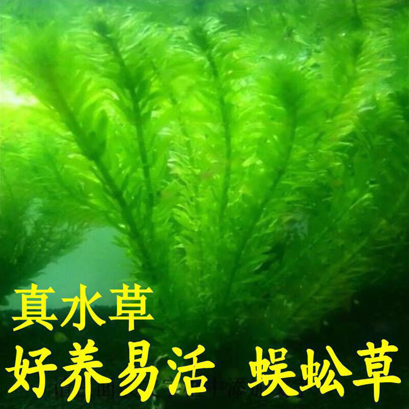 斗鱼水草孔雀鱼专用蜈蚣草净水真活物鱼缸造景绿菊九冠缸增氧宠物