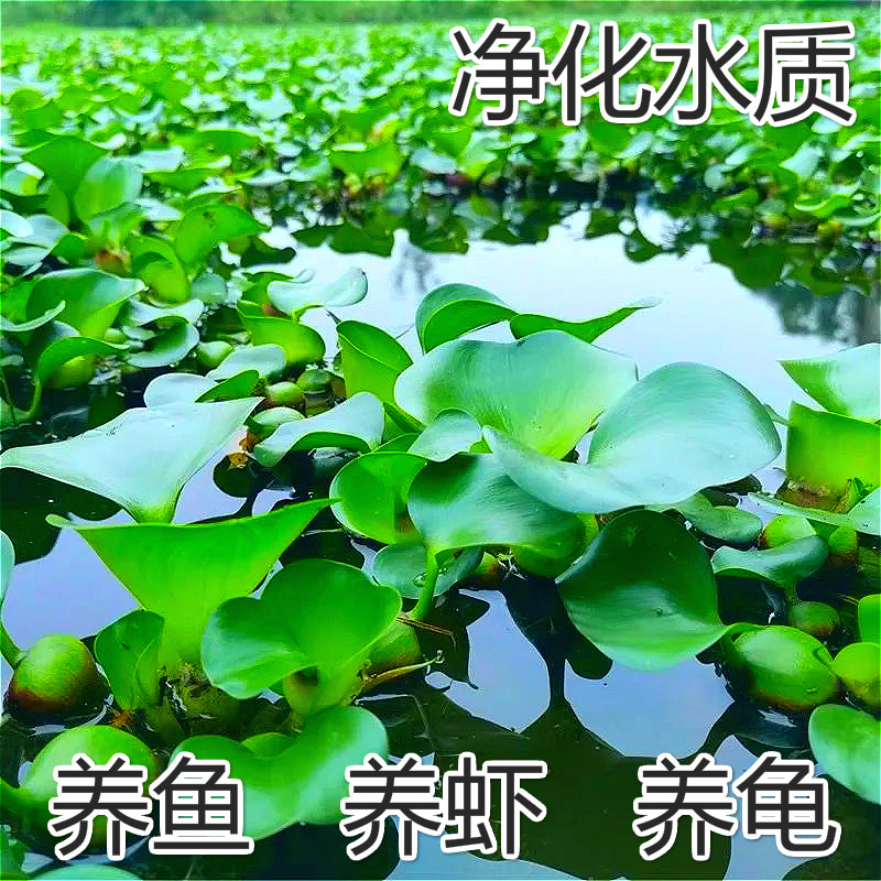 水草浮萍水葫芦水芙蓉池塘造景狐尾草水生植物花卉鱼虾蟹龟缸四季